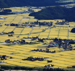 黄金の里